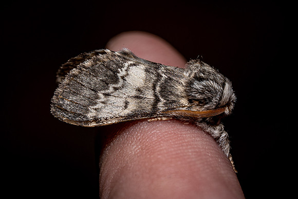 Lunar Marbled Brown