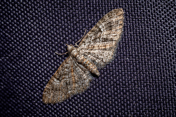 Oak-tree Pug