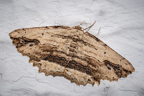 Waved Umber