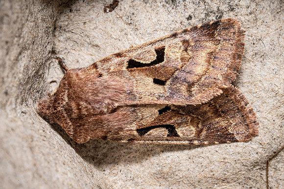 Hebrew Character
