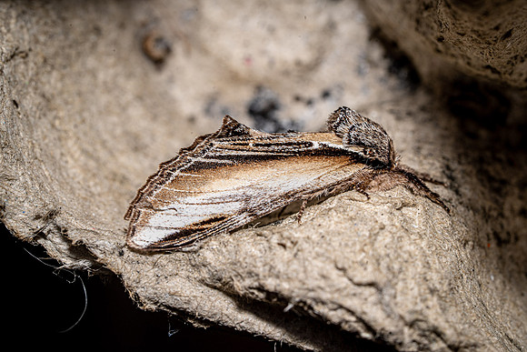 Swallow Prominent