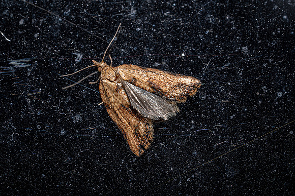 Light-brown Apple Moth